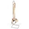 Anatomical Model Life-Size Vertebral Column With Pelvis And Stand